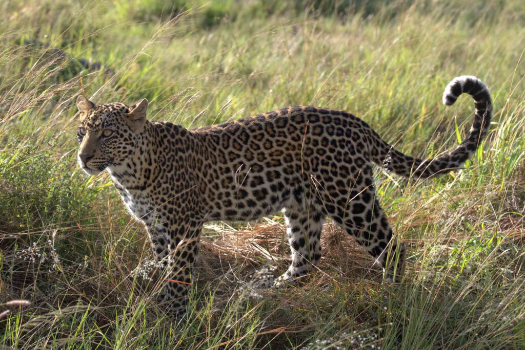 3 Nights In The Serengeti