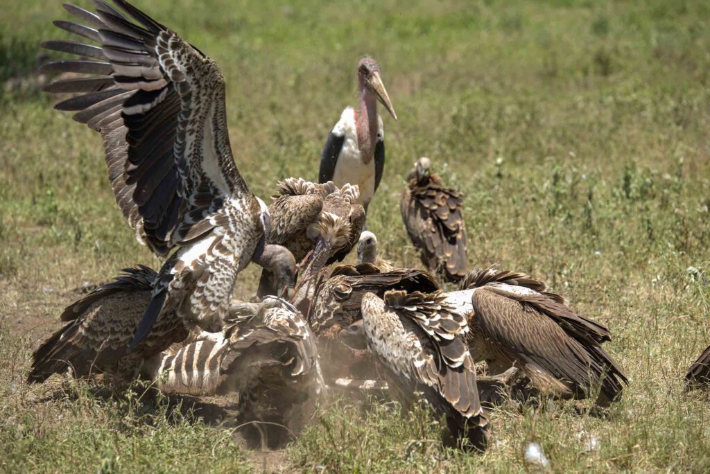 4-DAY WILDERNESS SAFARI ESCAPE