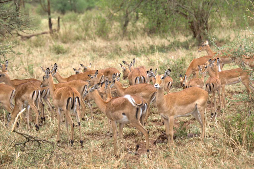 6-Day Ndutu Migration Safari: Witness the Calving Season in the Serengeti