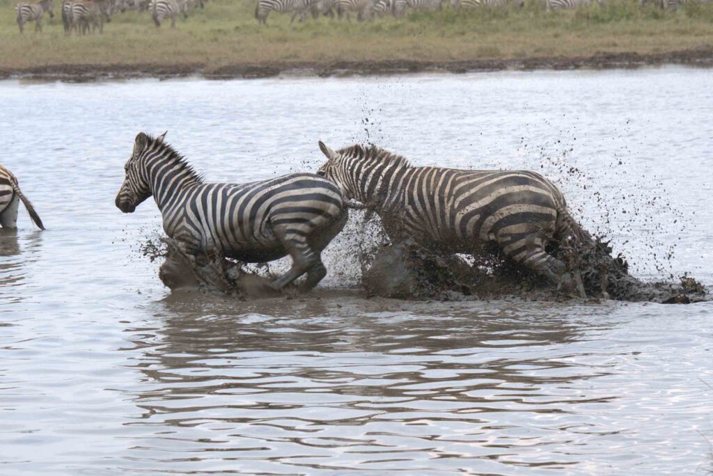 8-Day Great Migration Adventure At Mara River