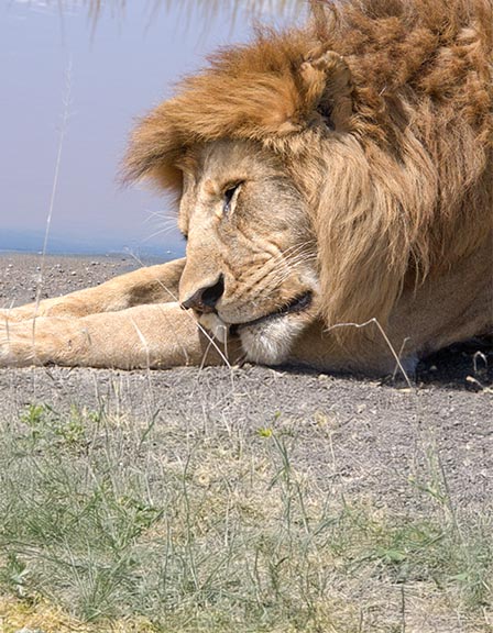 CLASSIC SAFARI ADVENTURE