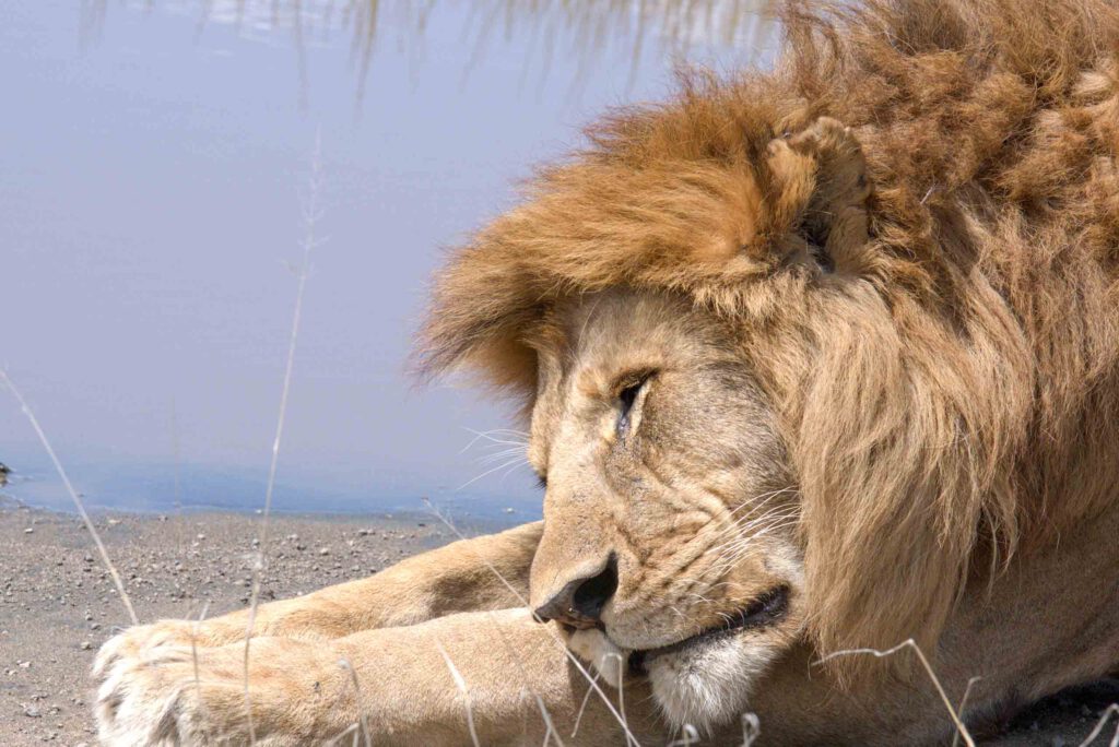 Classic Safari Adventure: Tarangire & Ngorongoro Crater