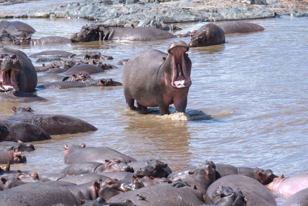 Follow the Great Migration in Ndutu