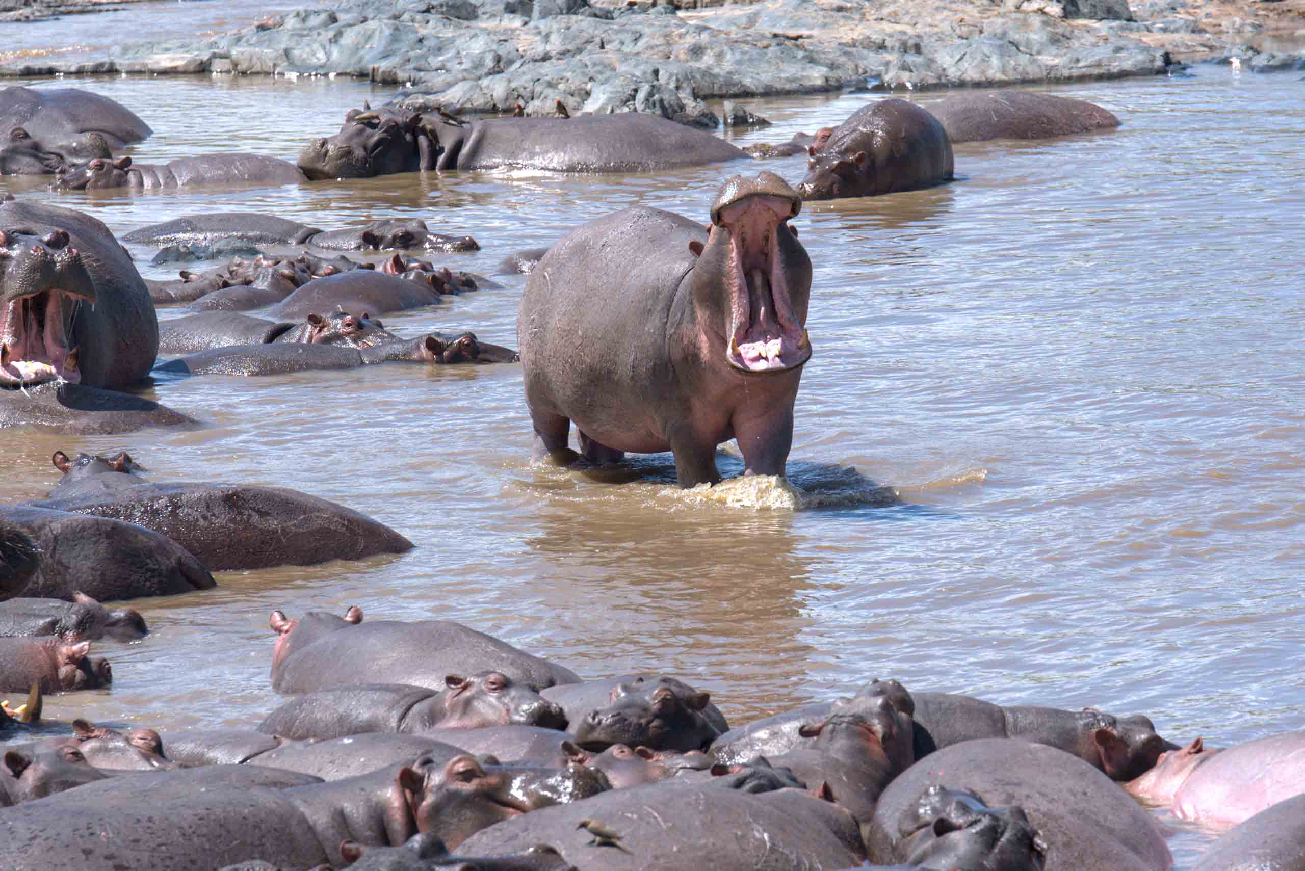 Follow the Great Migration in Ndutu