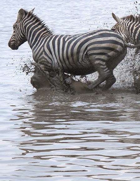 Great Migration Adventure at Mara Rive