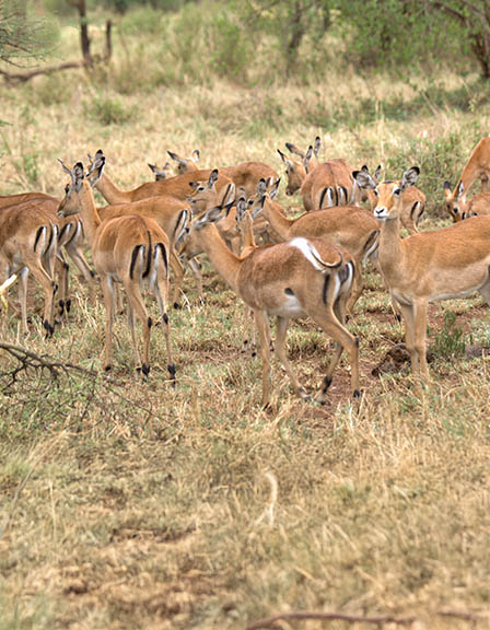 Ndutu Migration Safari