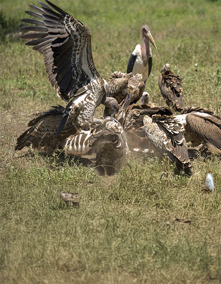 Wilderness Safari Escape